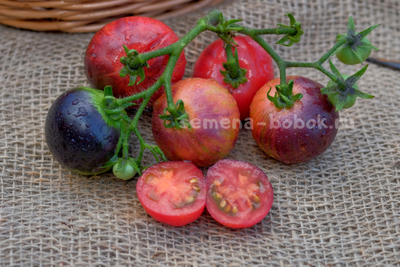 Томат Dwarf Gondwana Lightning (Гном Гондвана Молния), 10 шт