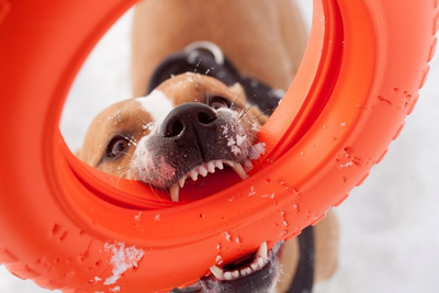 Doglike Кольцо  ГИГА (Оранжевый)