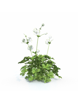 цветы Астранция крупная 01 03