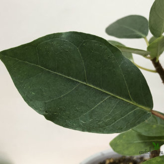 Фикус Буркеи / Ficus burkei