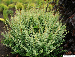 Барбарис Келлерис - Kelleris