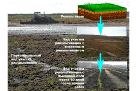 Семена травосмесей для рекультивации.