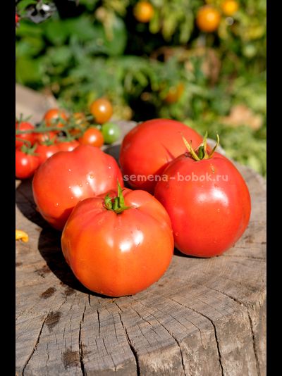 Томат Минусинский Бочковой, 10 шт