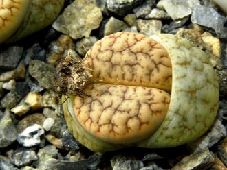 Lithops gracilideliniata ssp.brandbergensis C383 - 10 семян