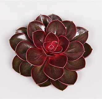 Echeveria Red Ruby -  Эчеверия Рубиново-Красная, Эхеверия Красный Рубин