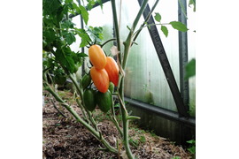 Сладкий крем  первый созрел в арочной теплице, вкус изумительный, сладкий , насыщенный