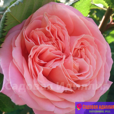 Мери Энн (Mary Ann)