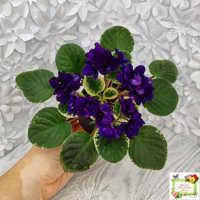 Mac's Smoldering Sapphire (G.McDonald)