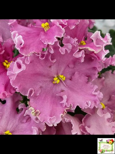 НД-Ливадия (Н. Данилова-Суворова) 2020 г.