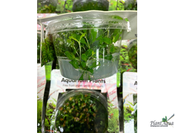 Гигрофила сиамская (меристемная) Сингапур