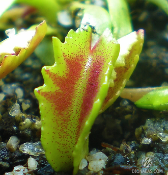 Dionaea muscipula Wacky trap