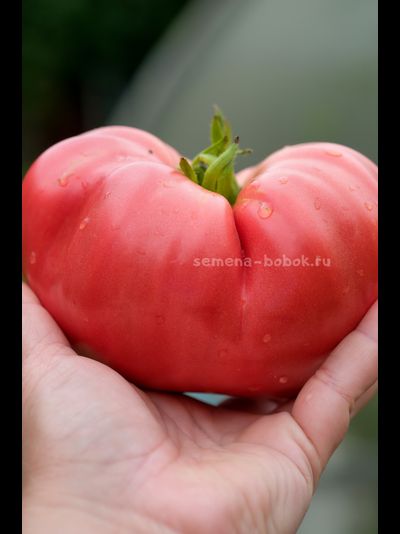 Томат Минусинский Безразмерный, 10 шт