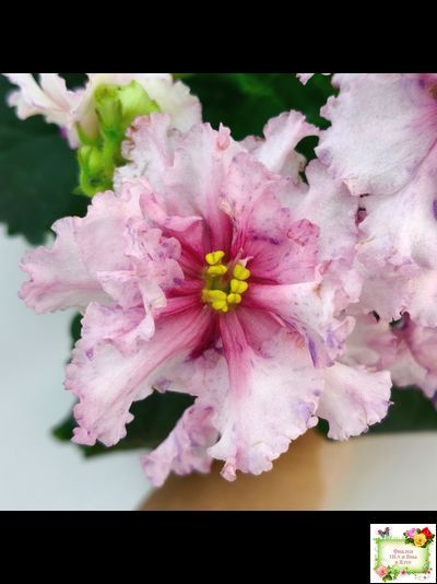 РМ-Ягодный Мармелад (Н.Скорнякова) 2019 г.