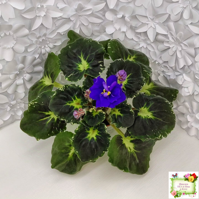 Р-Голубика (В. Зуб) 2023 г.