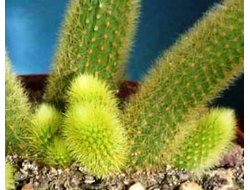 Cleistocactus winteri (H=50-70mm) укорененная детка