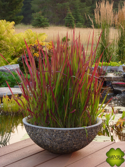 ИМПЕРАТА РЕД БАРОН (КРОВАВАЯ ЯПОНСКАЯ ТРАВА)