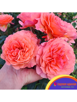 Бельведер (Belvedere)