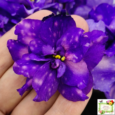 РС-Астролог (С. Репкина) 2020 г.