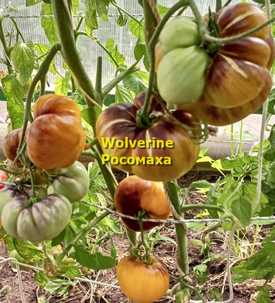 Томат Росомаха (Wolverine)