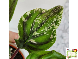 LV-БИГ (Л. Шевелева) 2024 г. трейлер (лист с детками посажен 15.08.25)