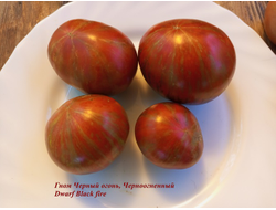 Гном Черный огонь, Черноогненный  (Dwarf Black fire)