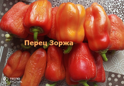 Перец сладкий Зоржа