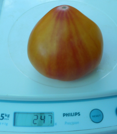 Томат Канада (Канадское наследие полосатый)