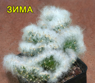 Opuntia Vestita Cristaat