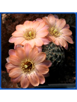 Mediolobivia haagei v. n. LF 49