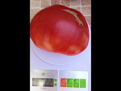 Томат Бабушкино бычье сердце