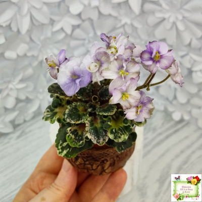 Heavenly Girl (Хевенли Гел), H.Pittman (пестролистный гёрл)