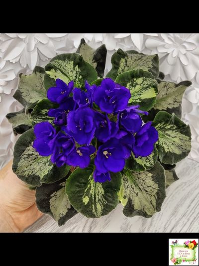 Harmony&#039;s Little Stinker (Harmony) листовая химера (пасынок сорт укоренённый)