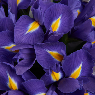 Шляпная коробка с ирисами