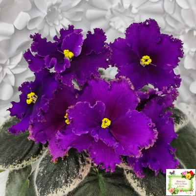 РМ-Глаз Дракона (Н. Скорнякова) 2021 г.