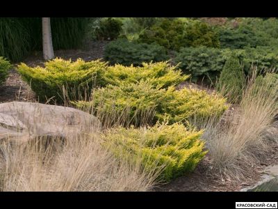 Можжевельник горизонтальный Лайм Глоу