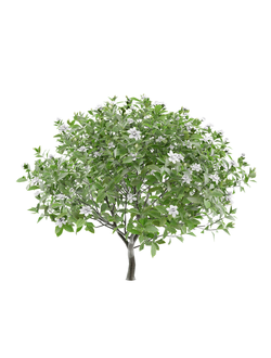 тропические Гардения жасминовидная