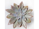 Echeveria Silver Queen