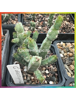 Euphorbia debilispina