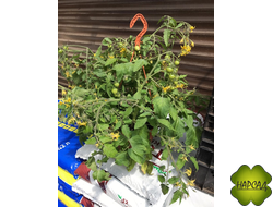 ПОМИДОРЫ В ГОРШКЕ С ПЛОДАМИ ЧЕРРИ