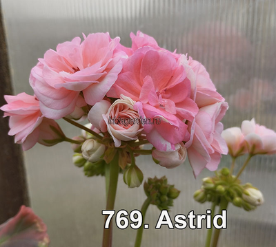 Пеларгония Astrid