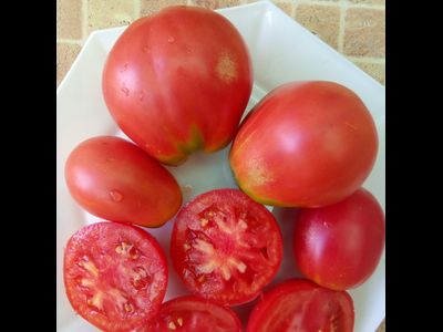 Томат Обильные (Сараева)