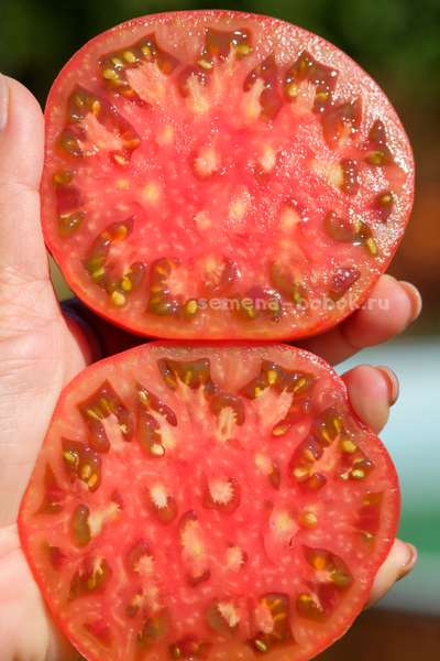 Томат Cowboy (Ковбой), 10 шт