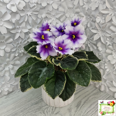 РС-Успех (С.Репкина) 2019 г.