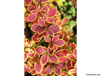 Барбарис тунберга Coronita