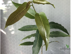 Ficus Ingens / фикус ингенс