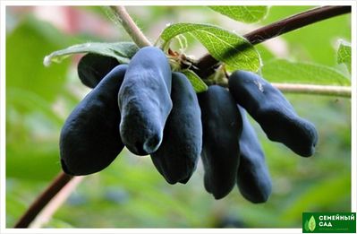 Жимолость "Бархат"