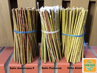 Ива Американка Гигантская (Salix Americana L) АРТ№ SAL (100 шт.)