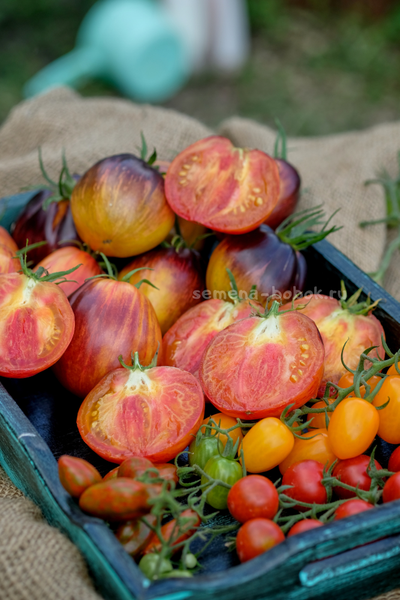 Томат Огненный Тюрбан, 10 шт