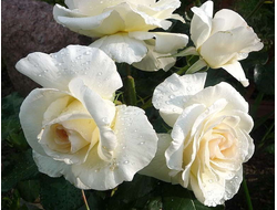 Шнеевальцер (Schneewalzer)  клаймбер   Tantau