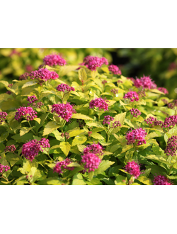 спирея "голден принцесс"